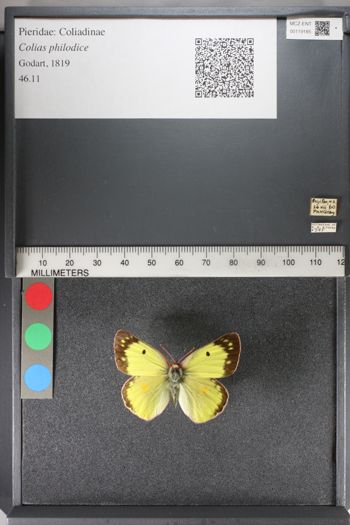 Media type: image;   Entomology 119185